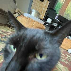 Ari
