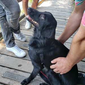 Simon