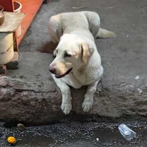 Prashant