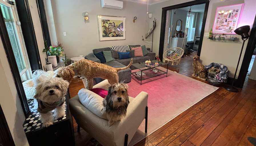 Cat's room