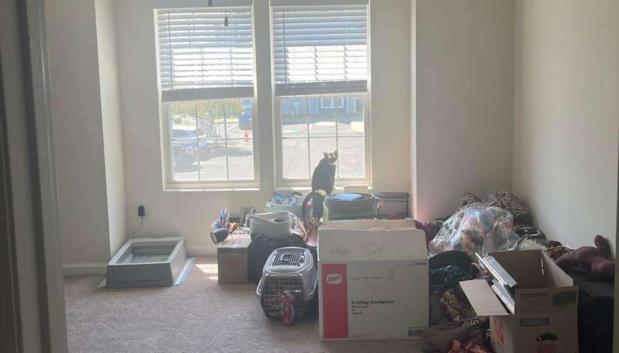 jacob's room