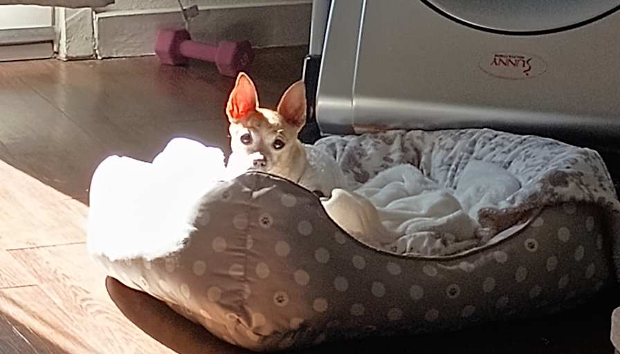 Ellie's room