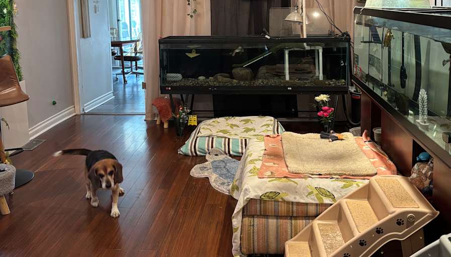 Solange's room