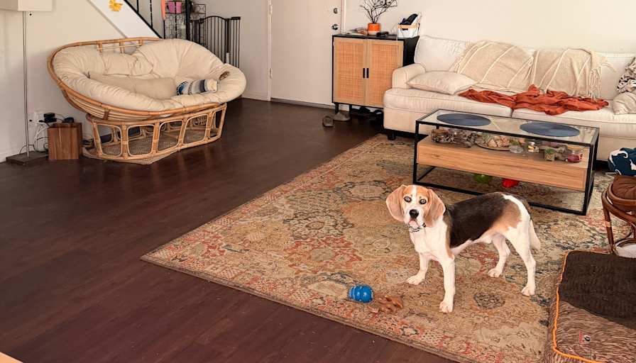 chaise's room
