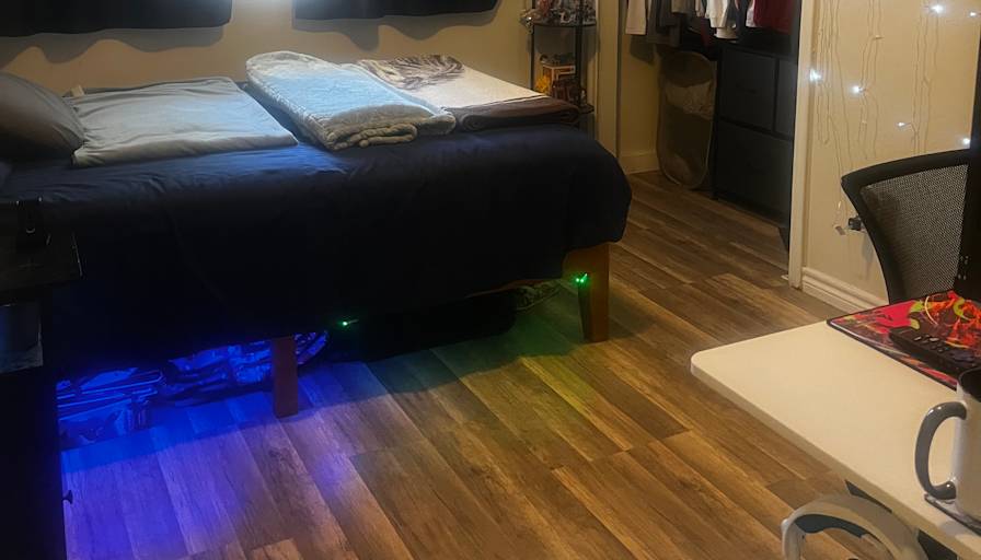 Cat's room