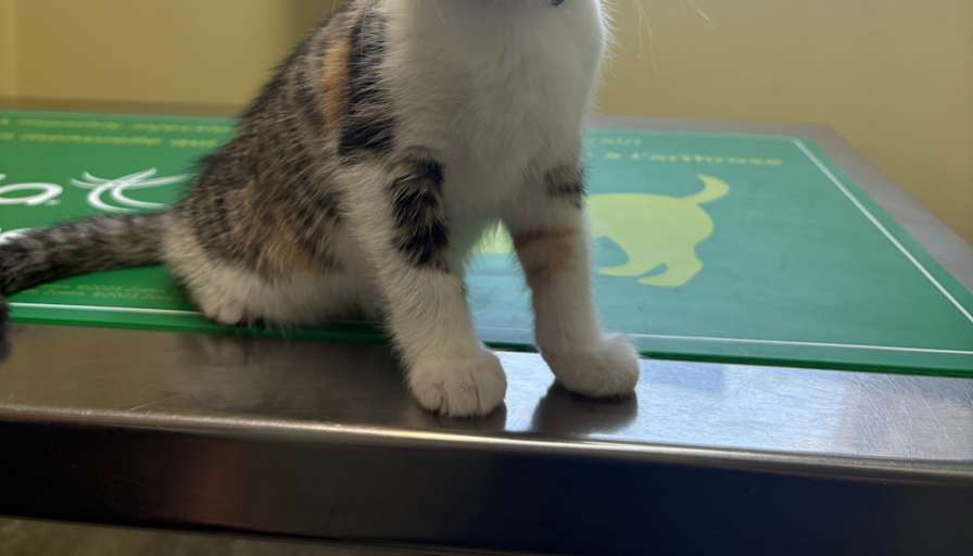 Margie DeMille's room