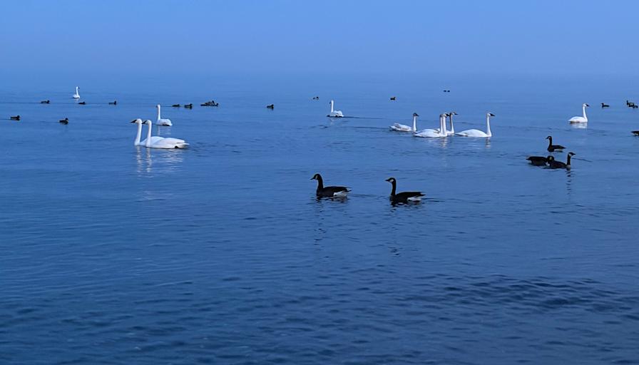 Xiao Xia Zhang's room