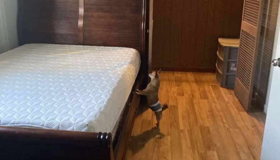 Virginia's room