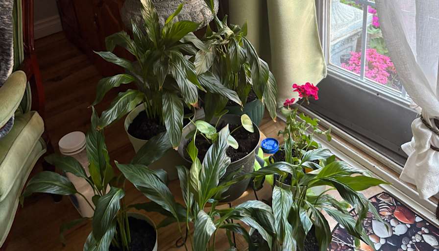 Ana's room