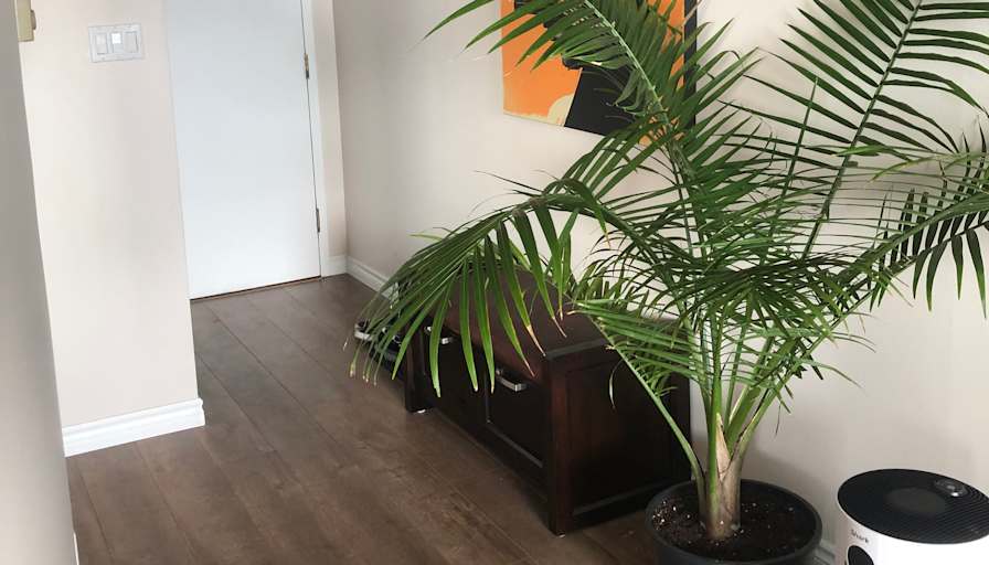 Alexandre's room