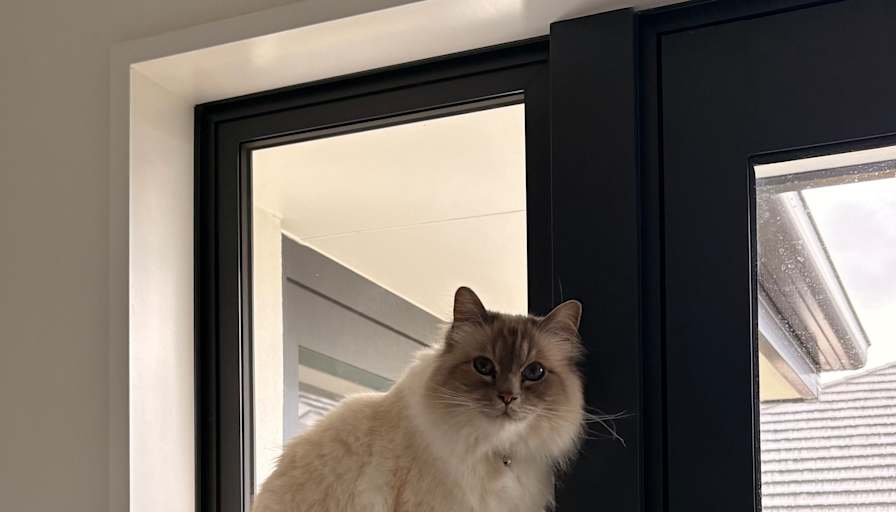 Saoirse's room