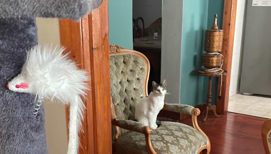 Marli Connoway's room