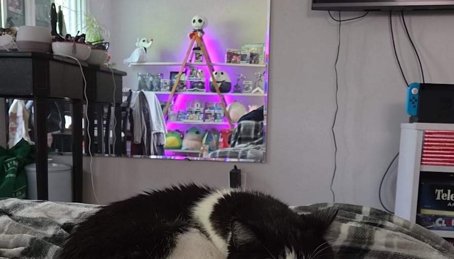 Rachel Dinar's room