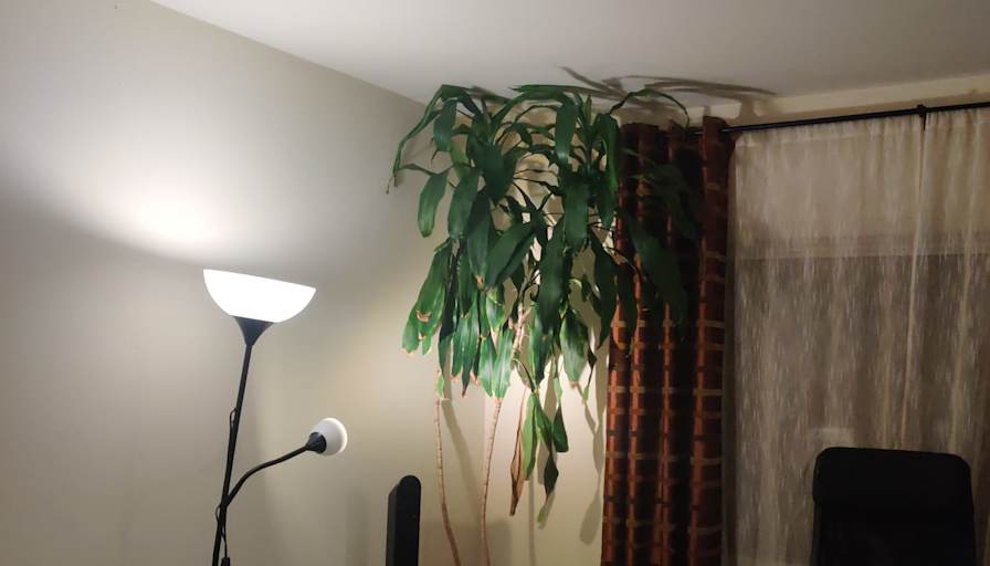 Dragos's room