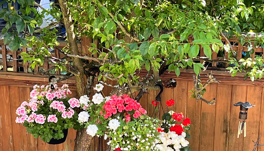 Basement Suite at Panorama Sullivan area in Surrey's room