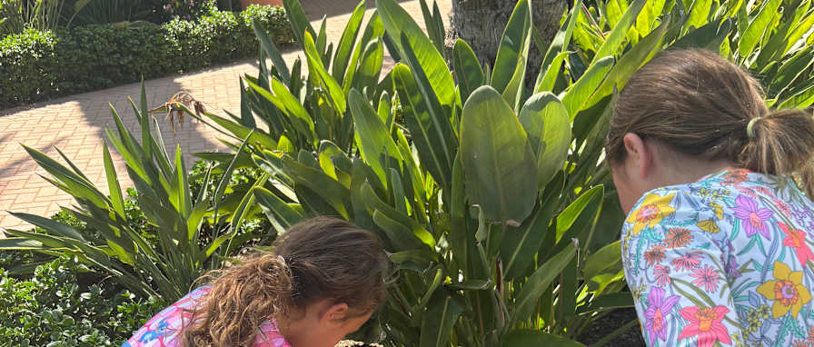 Nyrah