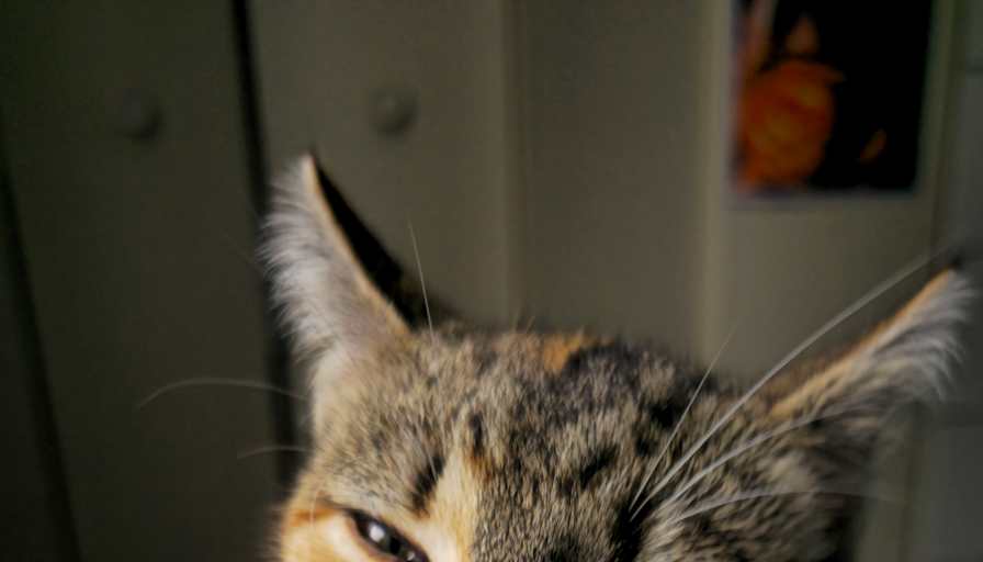 Lani