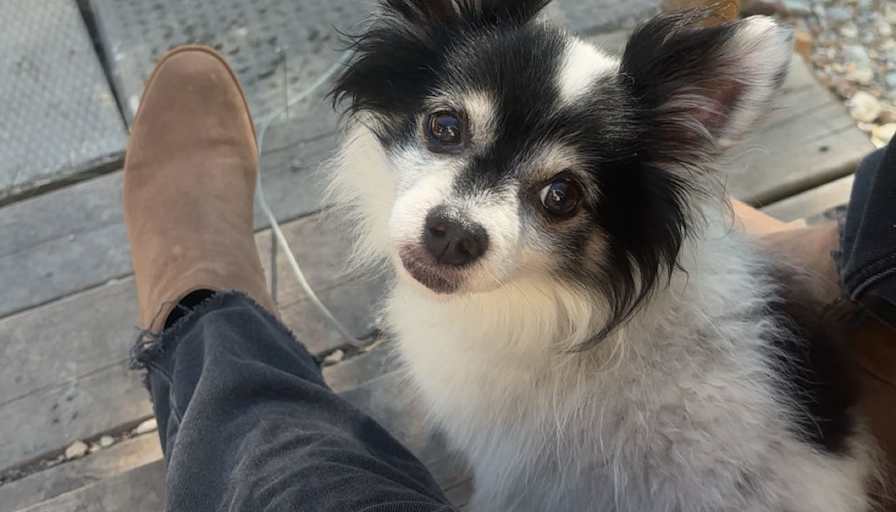 Maya