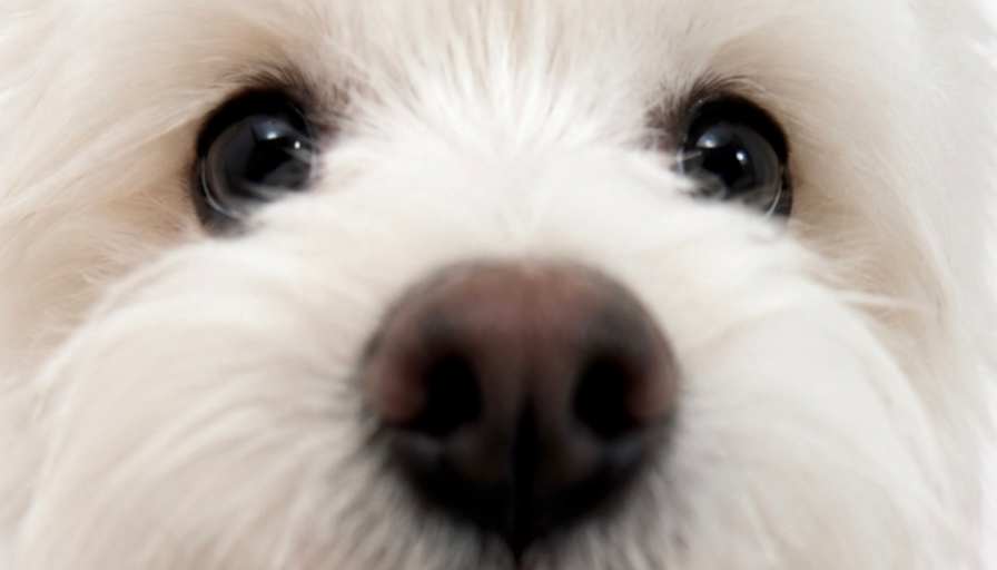 Minki