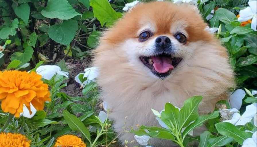 Simon