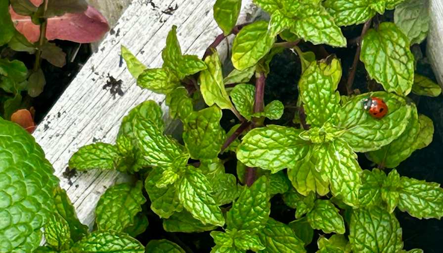 aly