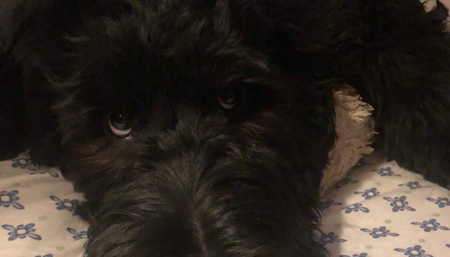 Maya