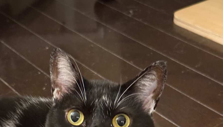Hugo