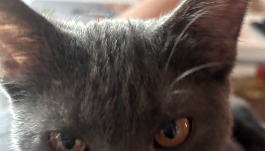 Gigi