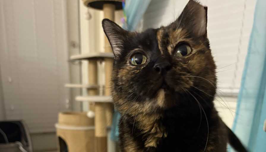 Rosie