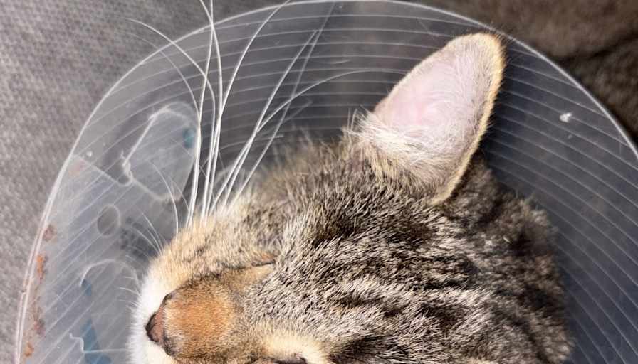 Niko