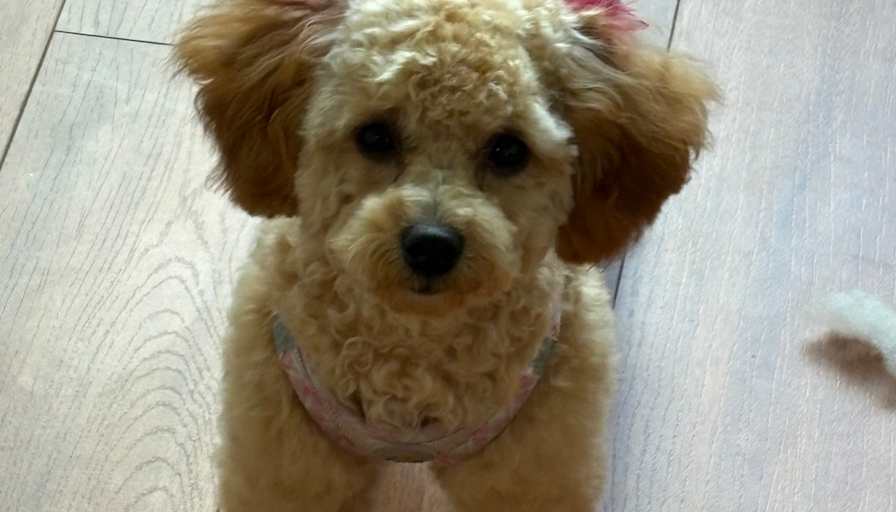 Bobbi