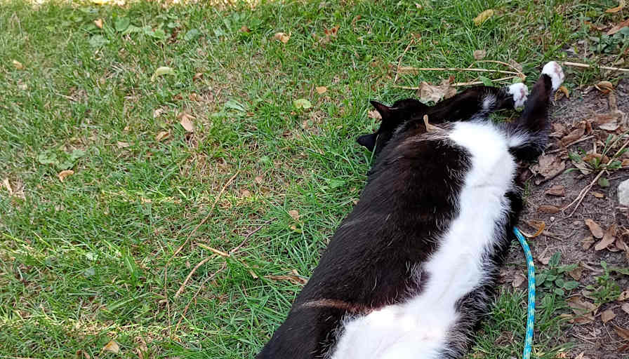 Isabel