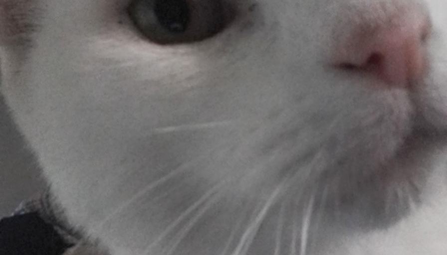 Casey