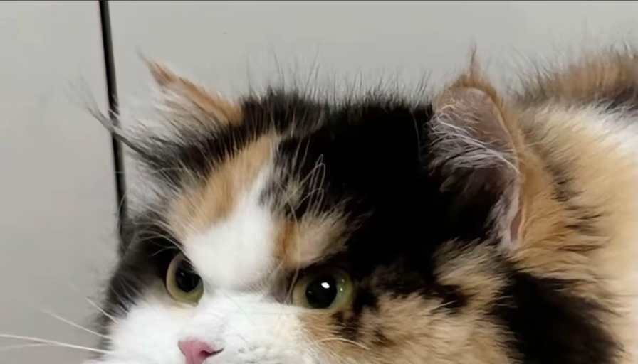 BINGSHUO