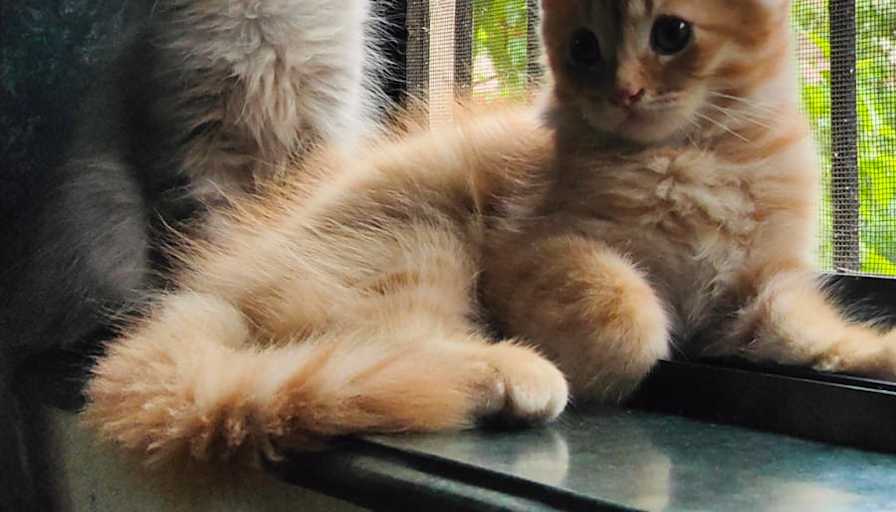 Akanksha