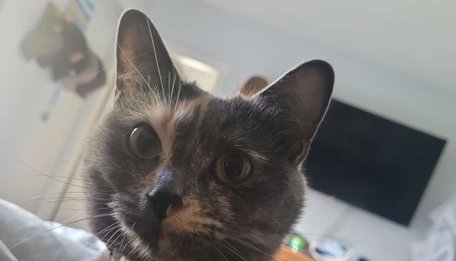 Aidan
