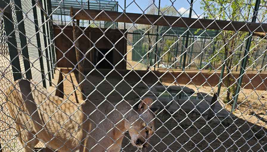 Kara-li Rheeder