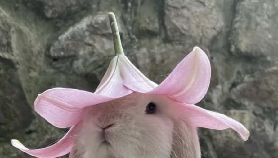 Duné