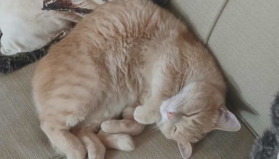 Carlos