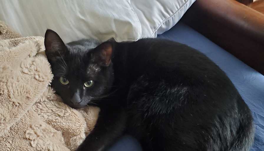 Jasper