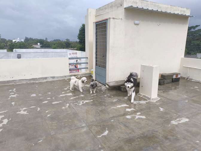Vidya's room