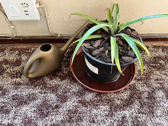 Kiko's room