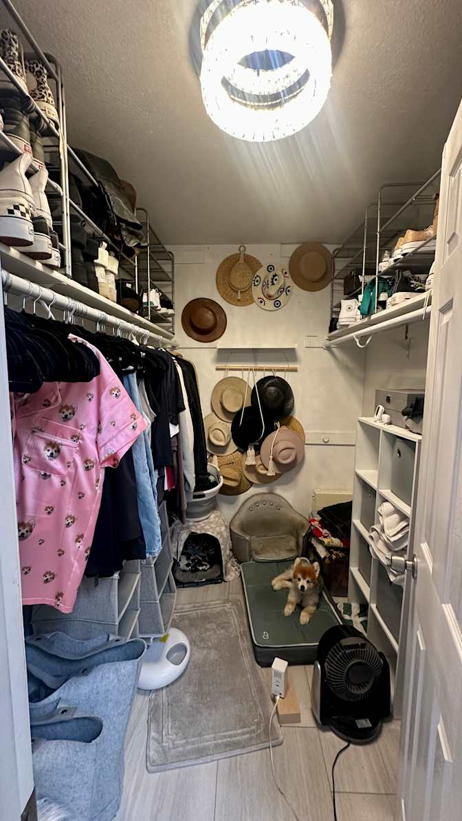 Mojo's room