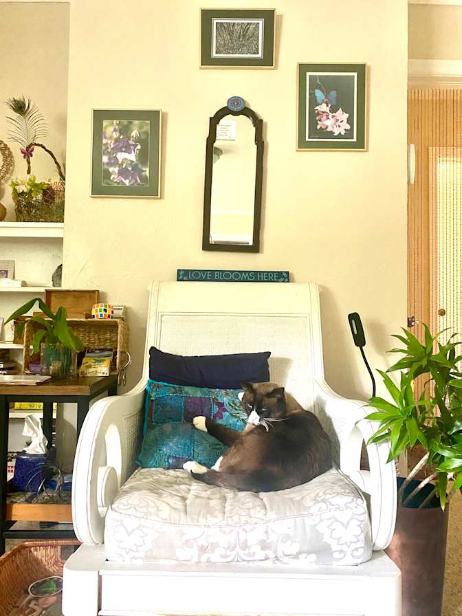 Mayara's room