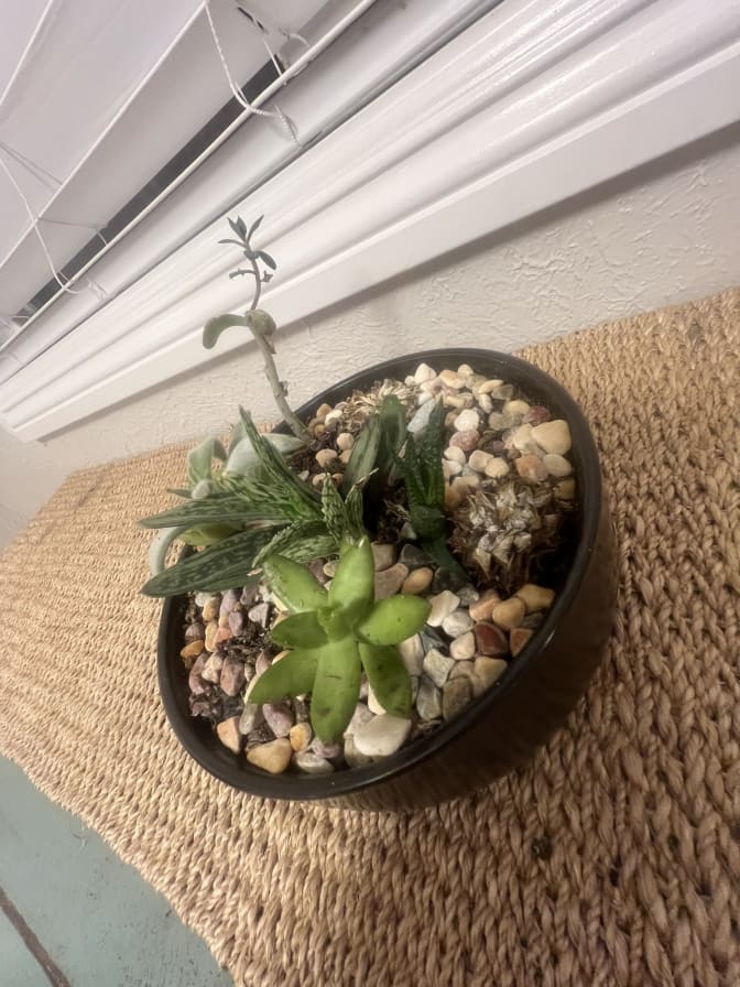 Diana's room