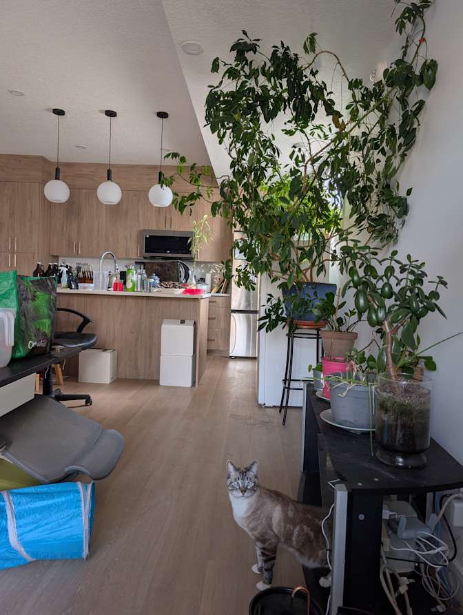 Fllow's room