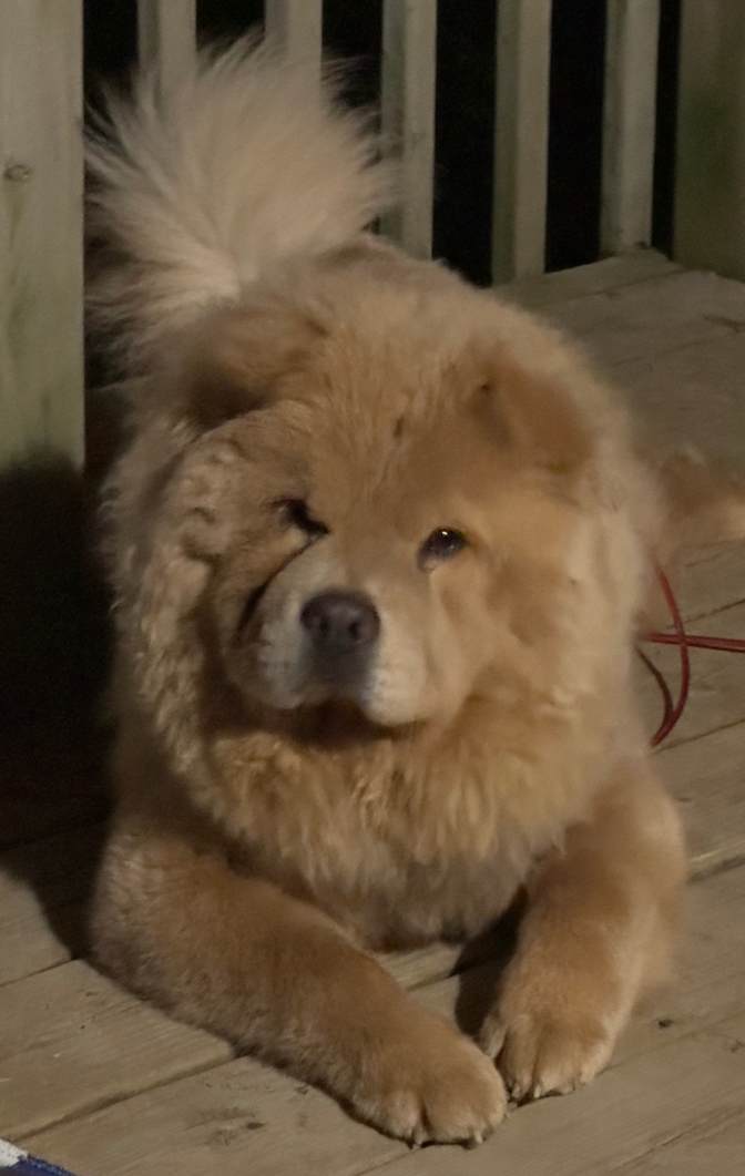 Chantal Audet's room