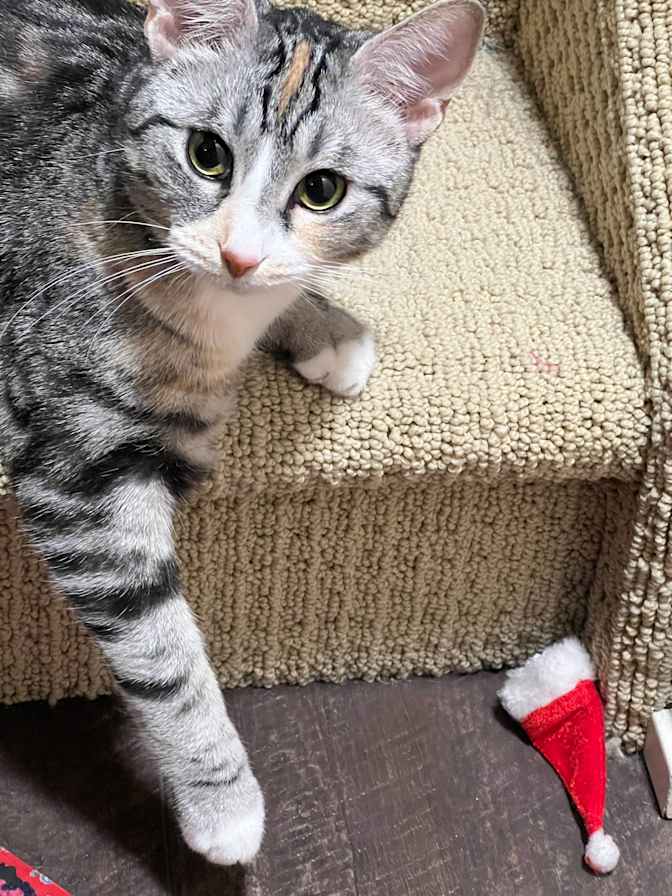 Trisha Neville's room