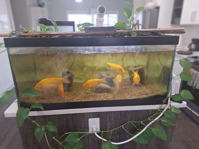 Sandra ann Semotiuk's room