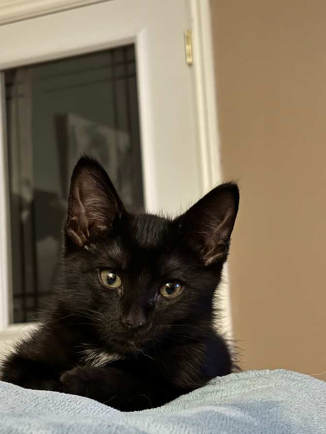 Rachel Sciommarella's room